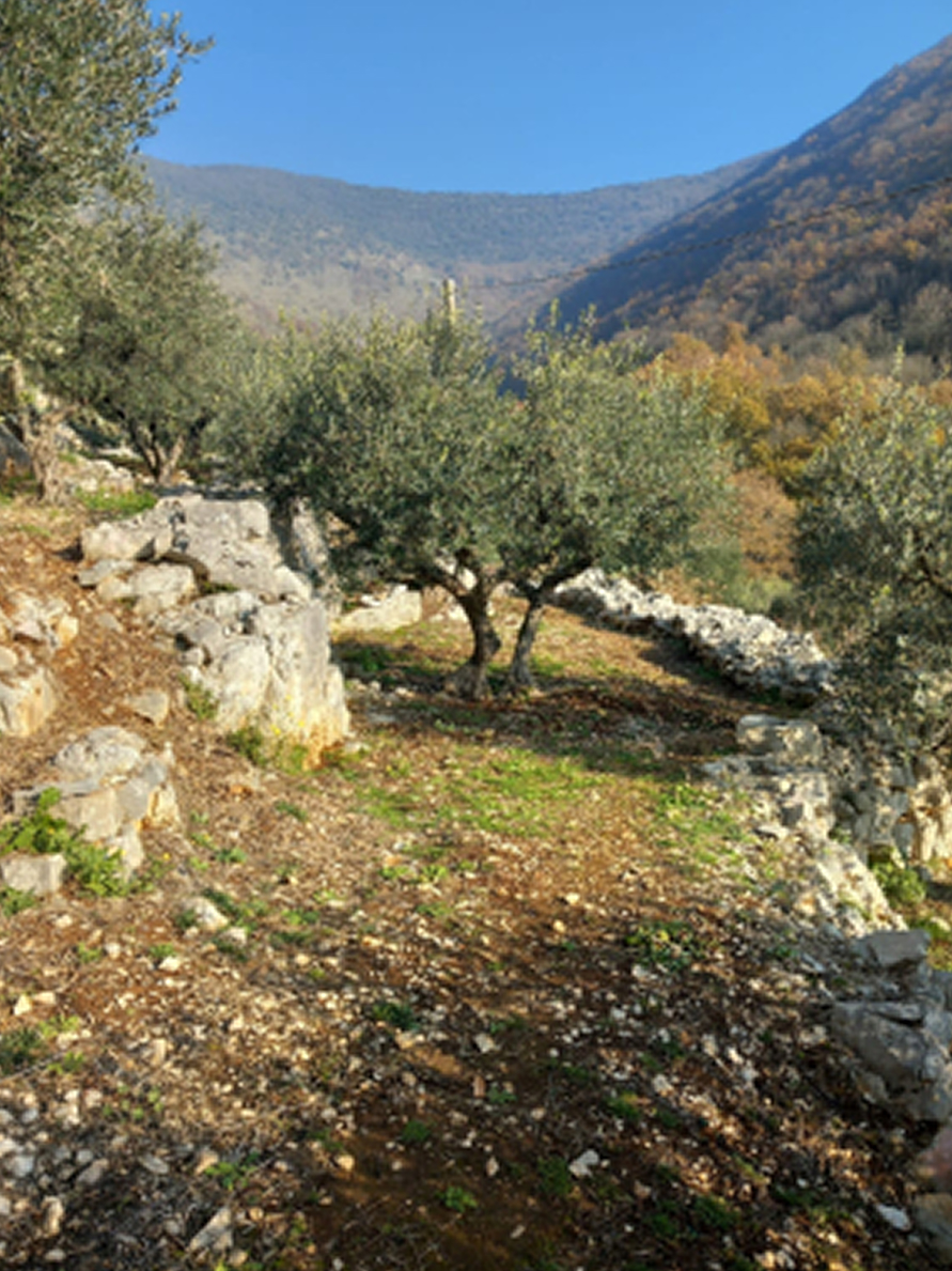 Uliveti sulle colline di Vallecorsa