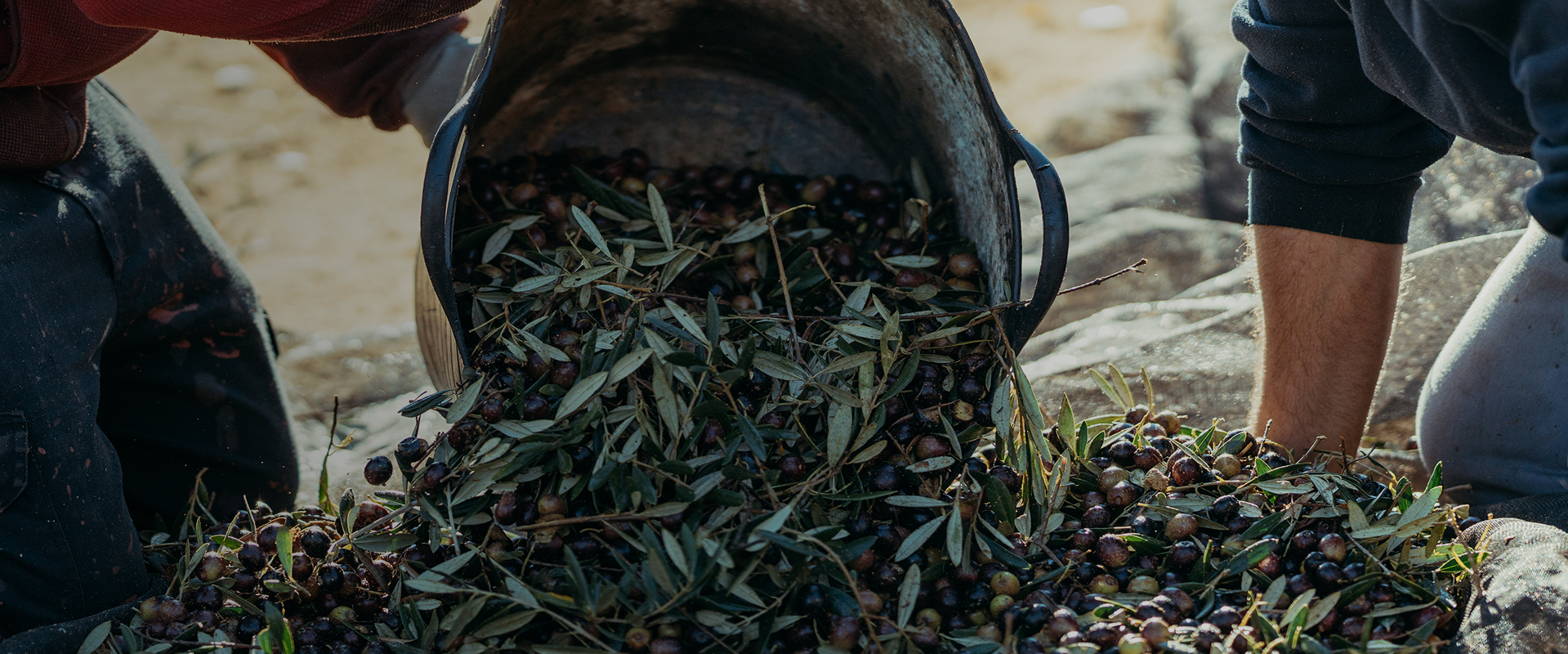 Raccolta delle olive
