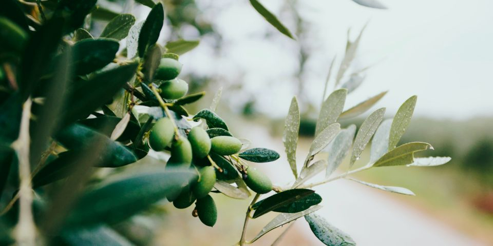 Olive sulla pianta